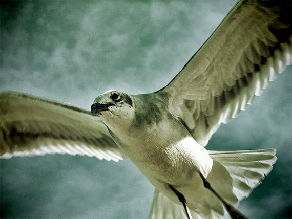 flying